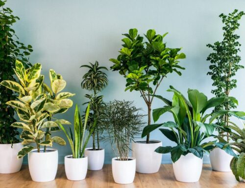 Quali sono le migliori piante da tenere in casa?