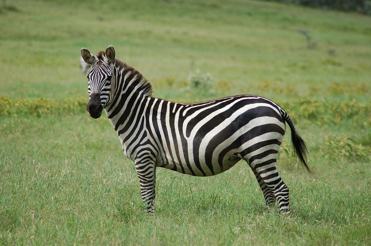Perché le zebre hanno le strisce? Ecco spiegato il motivo